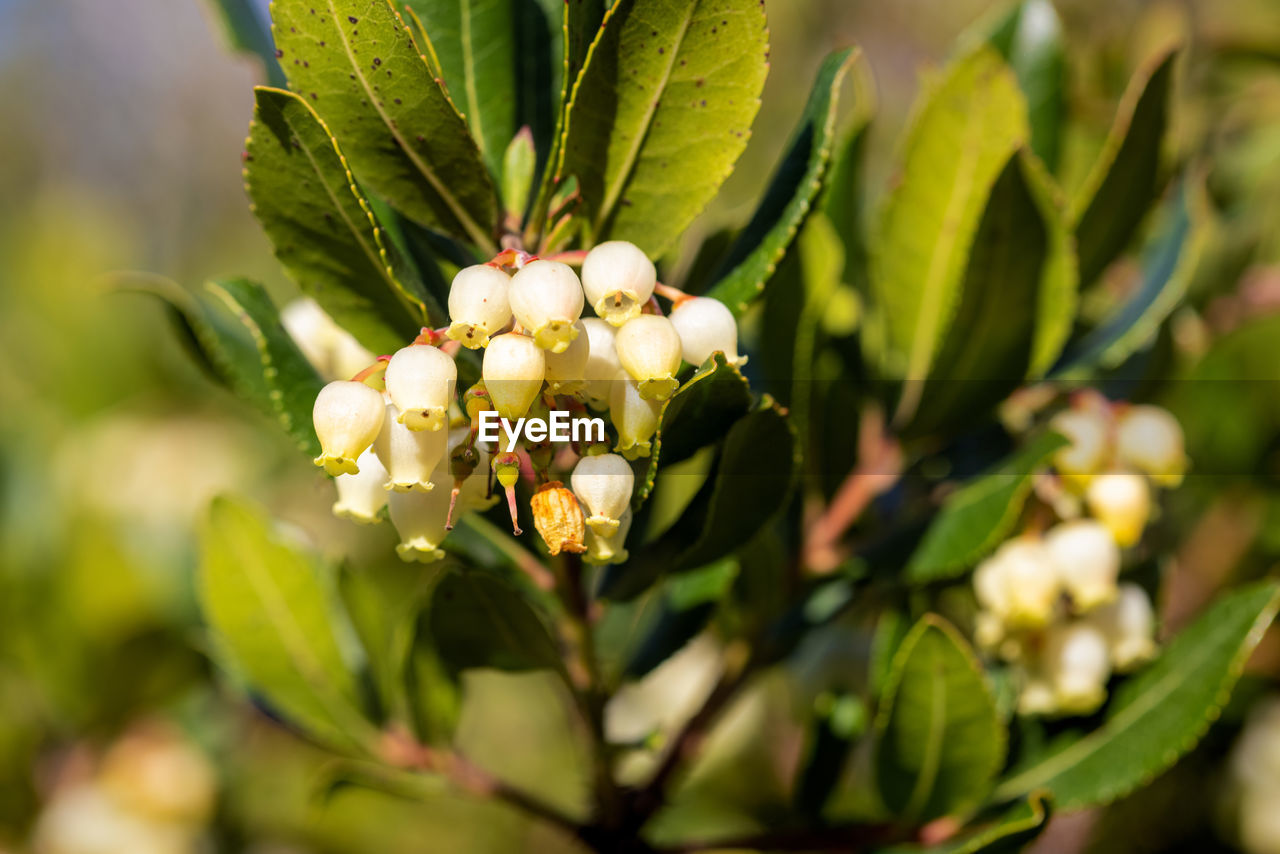 CLOSE-UP OF FLOWERING PLANT