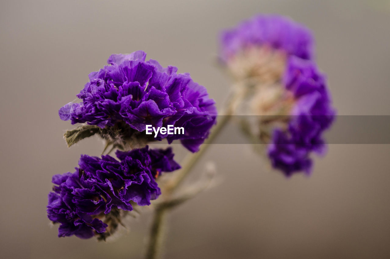 PURPLE FLOWERS BLOOMING OUTDOORS