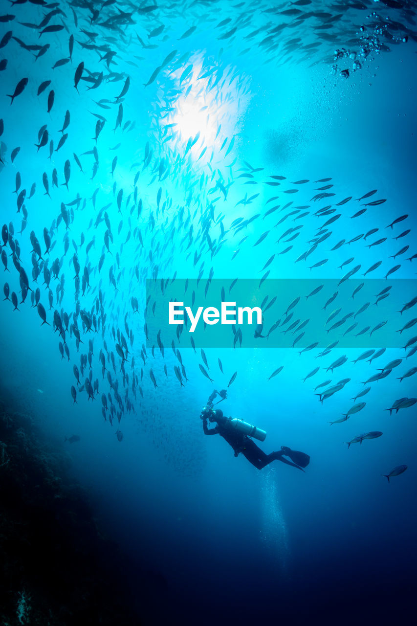 View of jellyfish swimming in sea