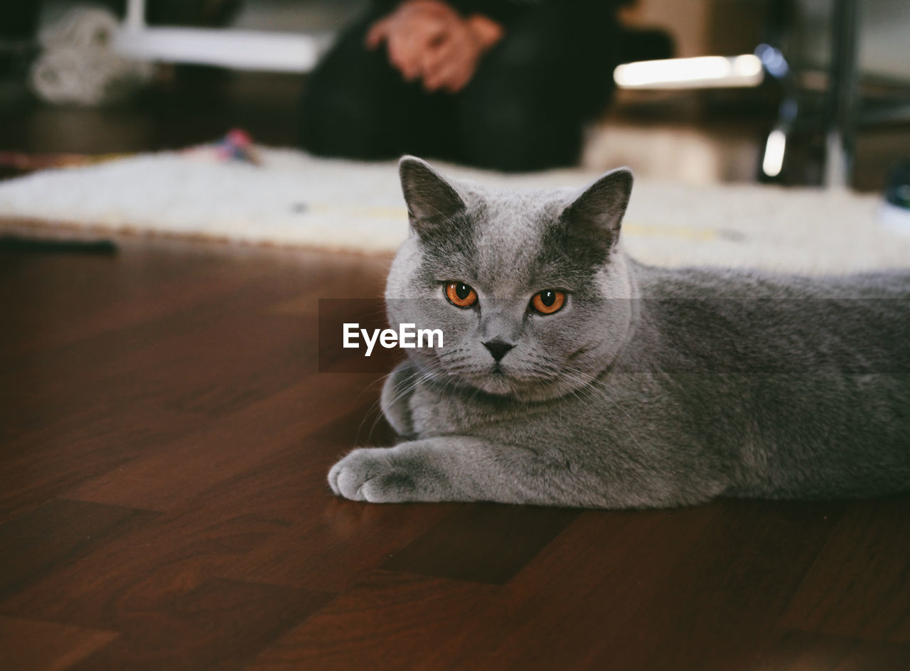 Portrait of cat relaxing on floor