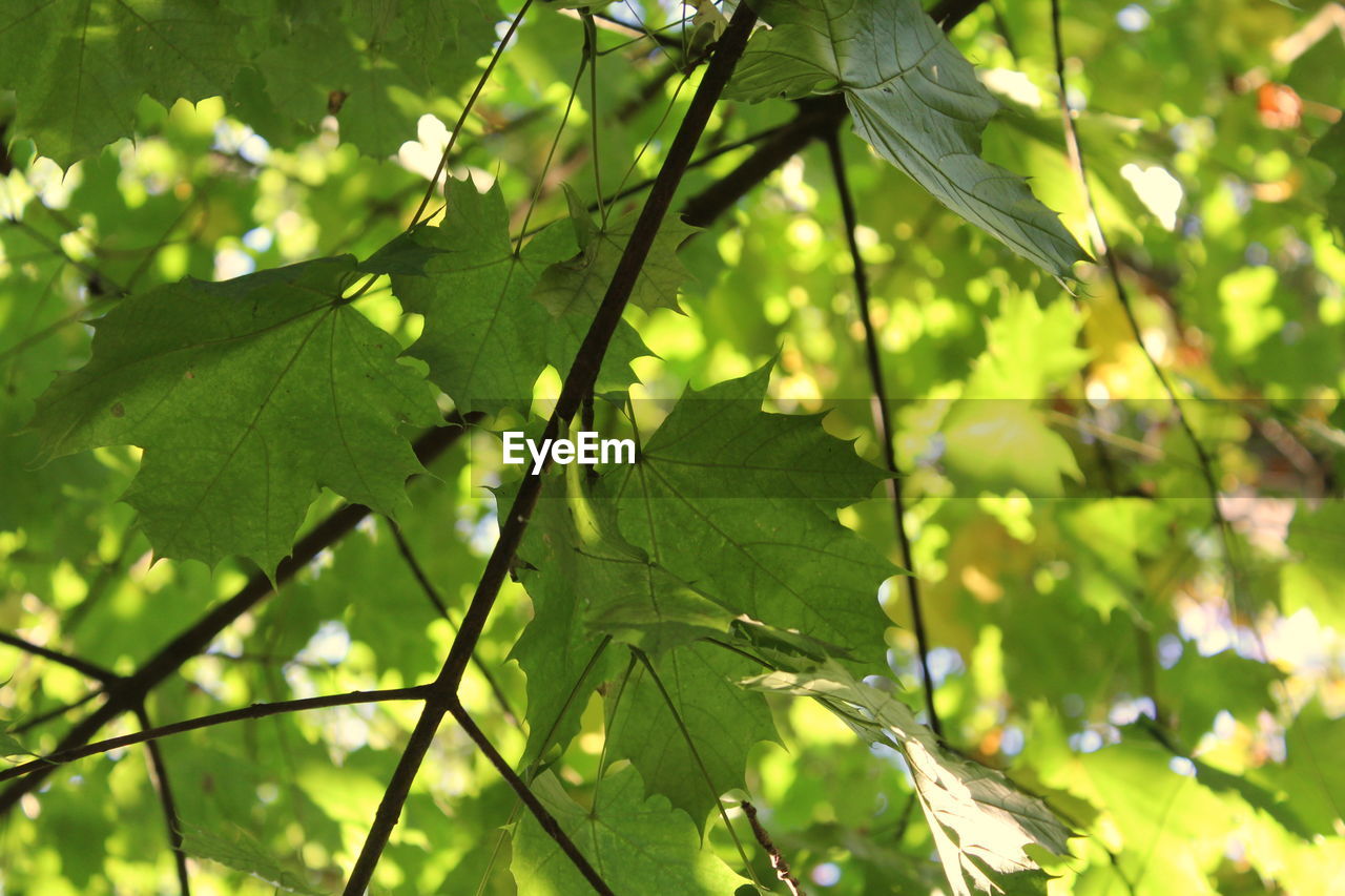 Close-up of leaves against blurred background