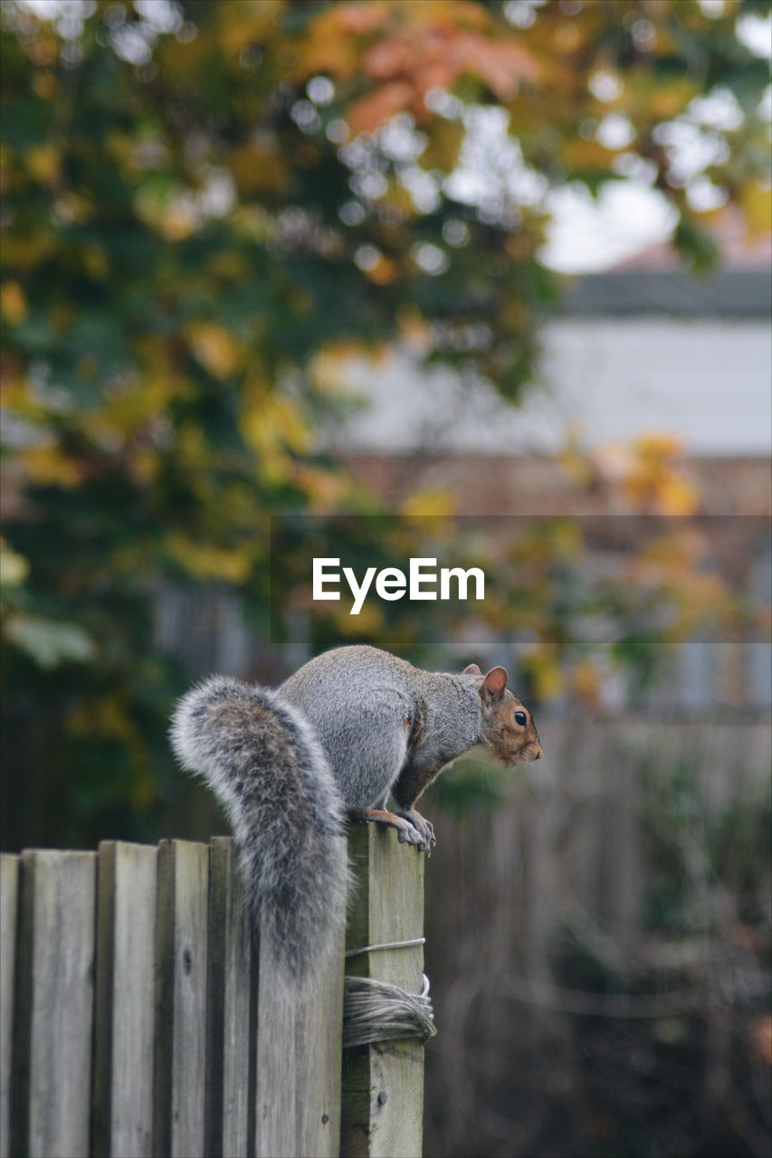 Close-up of squirrel on fence