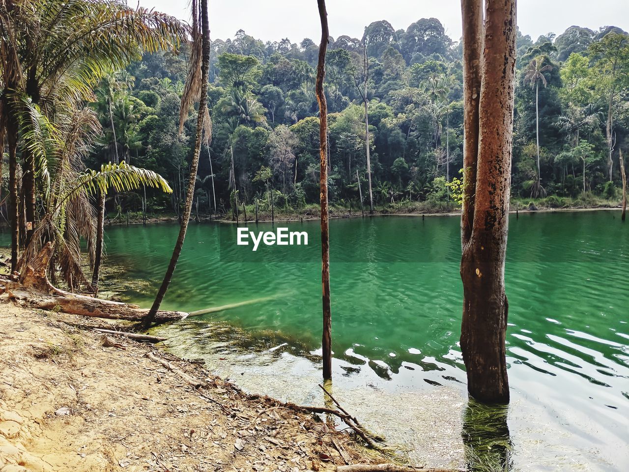 tree, water, plant, nature, tranquility, land, beauty in nature, scenics - nature, day, no people, tranquil scene, tropical climate, beach, palm tree, lake, outdoors, forest, travel destinations, swing, sunlight, environment, rope, tree trunk, non-urban scene, travel, idyllic, mountain, trunk, sky, landscape, green
