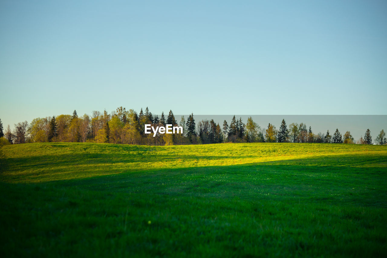 plant, landscape, nature, grass, sky, environment, land, green, horizon, scenics - nature, field, tranquility, beauty in nature, morning, tree, meadow, grassland, hill, tranquil scene, no people, rural scene, clear sky, sunlight, plain, non-urban scene, pasture, prairie, blue, rural area, idyllic, copy space, outdoors, day, lawn, agriculture, natural environment, growth, leaf, forest, panoramic, cloud, golf course, springtime, travel destinations