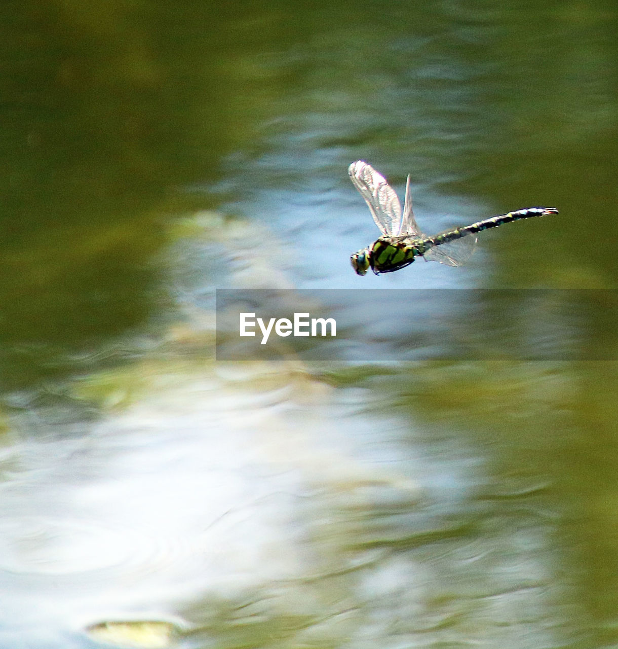 VIEW OF BIRD FLYING OVER LAKE