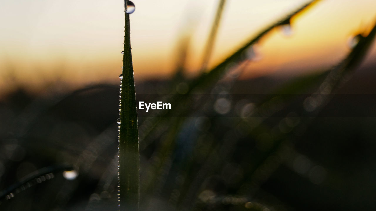 CLOSE-UP OF WATER DROPS ON SPIDER WEB AGAINST SKY AT SUNSET