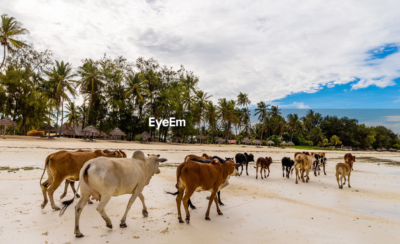 HORSES ON THE BEACH