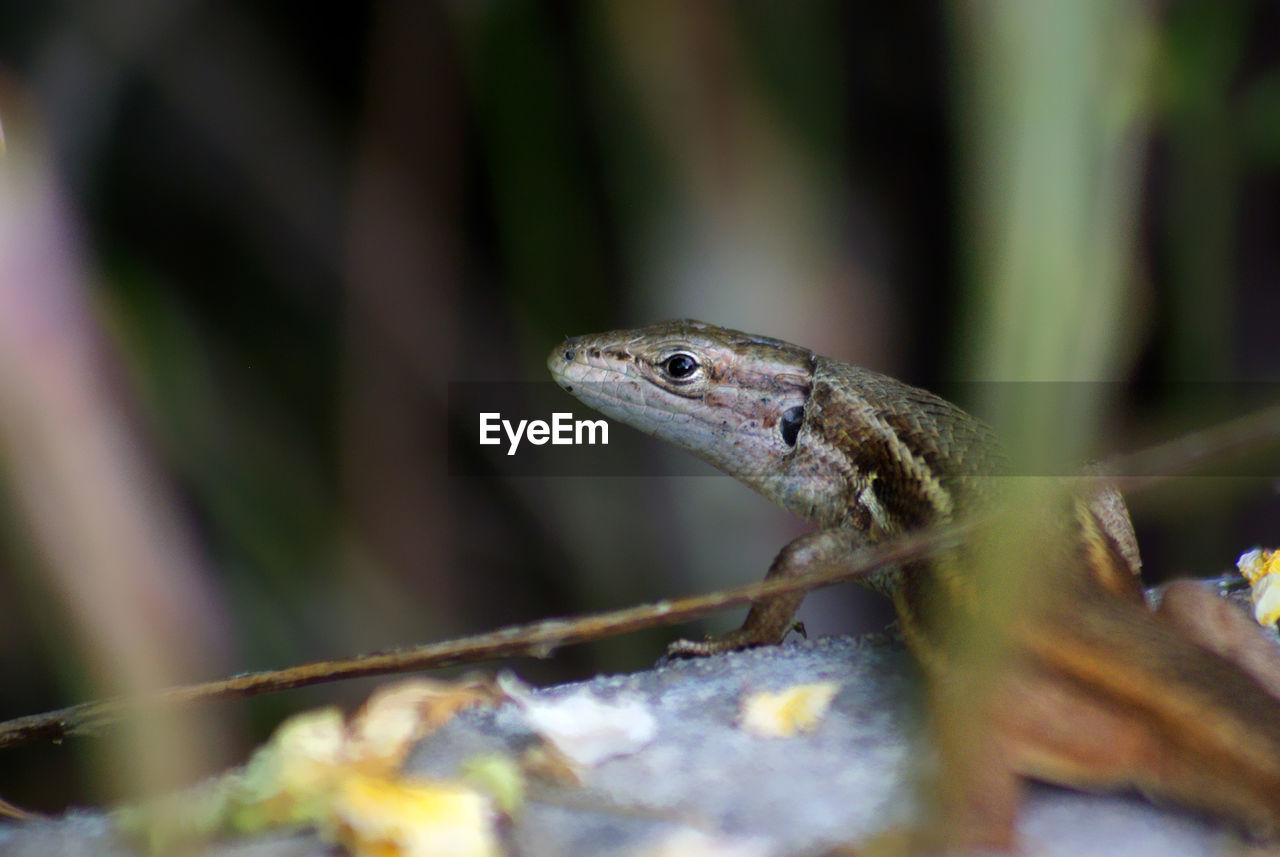 animal themes, animal, animal wildlife, one animal, reptile, wildlife, nature, lizard, close-up, no people, selective focus, macro photography, anole, tree, plant, outdoors, animal body part, day, forest, wall lizard