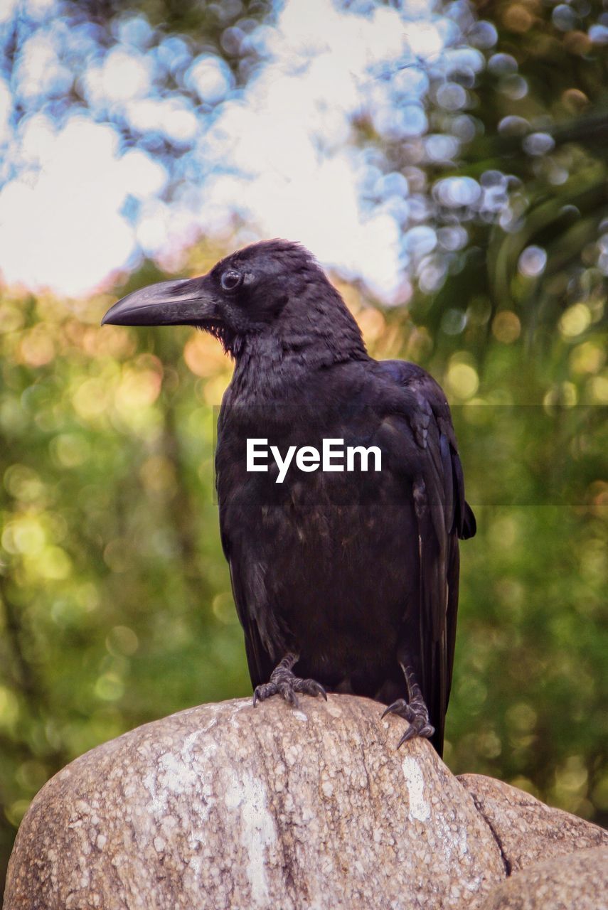 Close-up of bird perching on rock