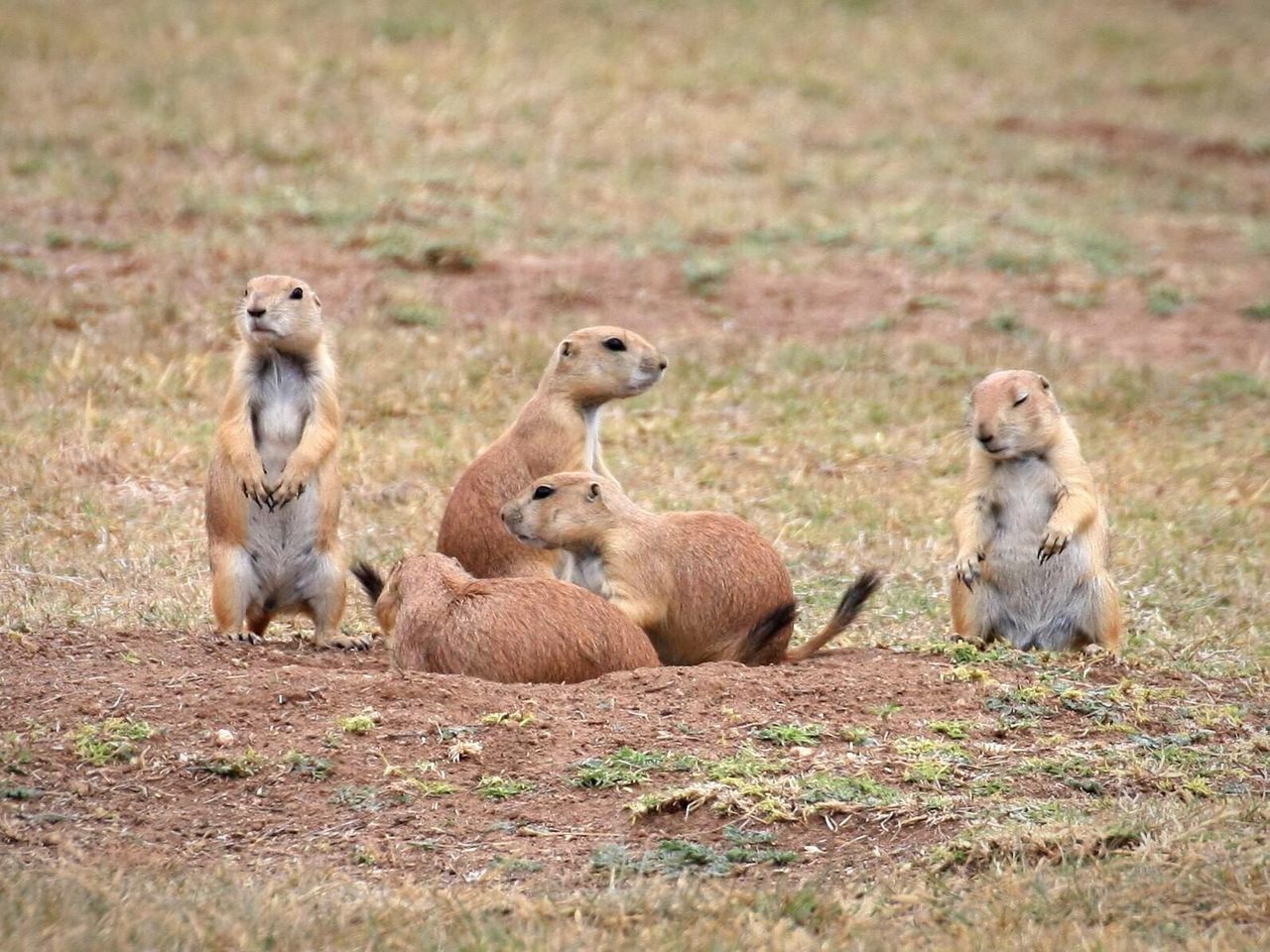 Meerkats looking away on landscape