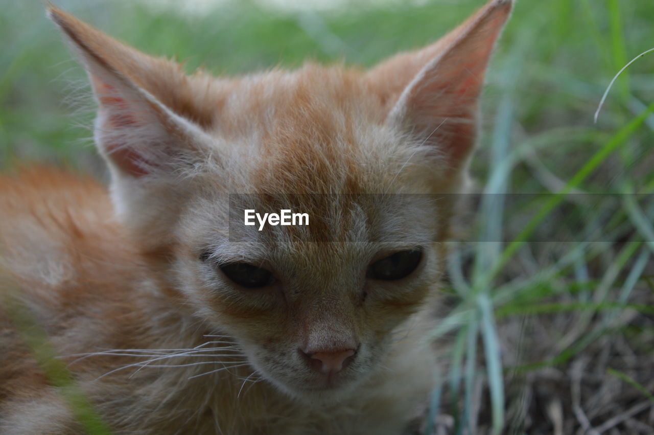 Close-up of cat on grass