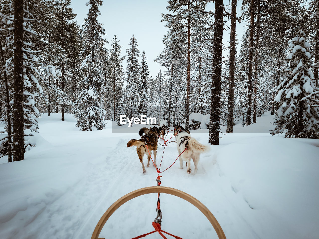 Dog running on snow covered landscape