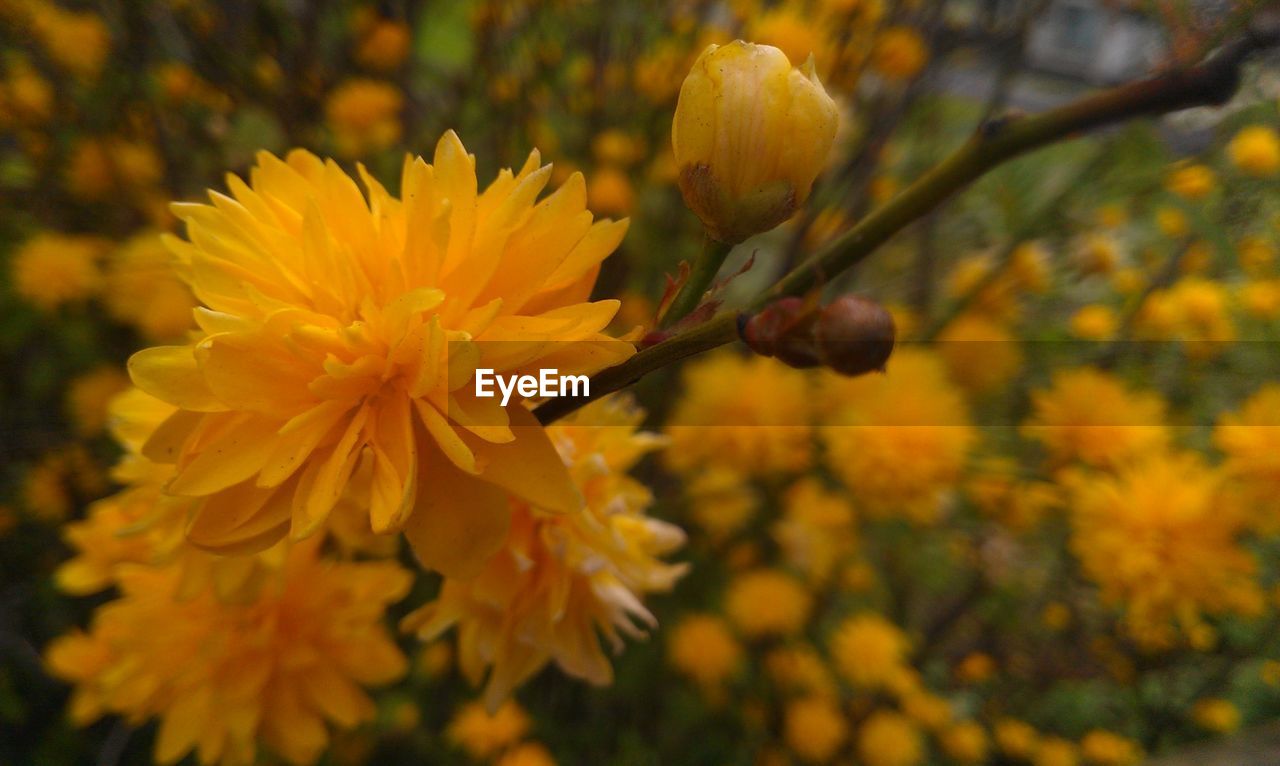 Close-up of yellow flowering plants