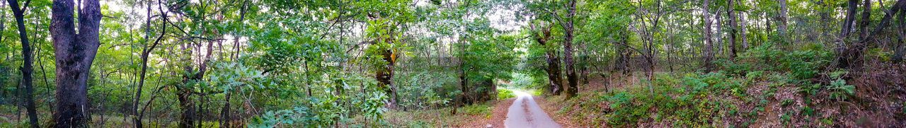 PANORAMIC VIEW OF TREES AT FOREST