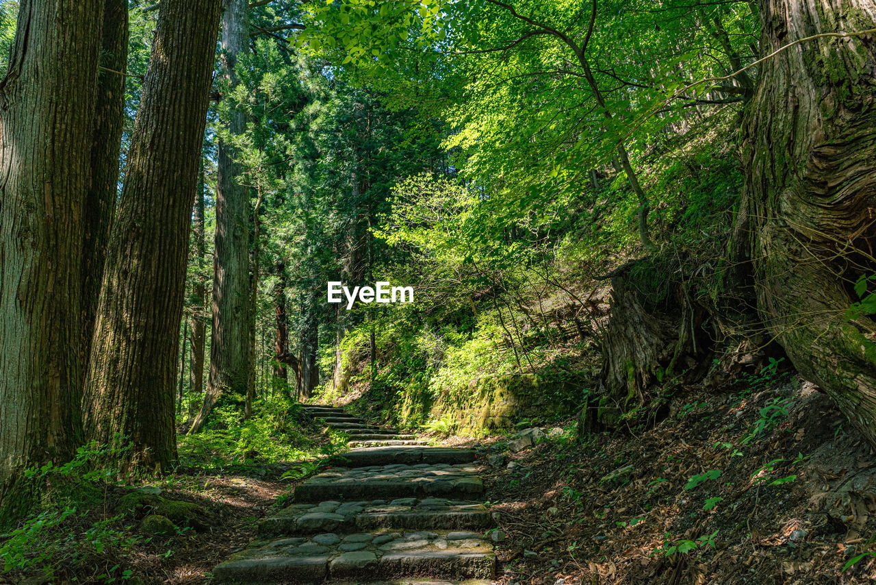 footpath amidst trees in forest