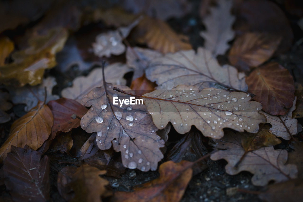 Close-up of wet maple leaf during autumn