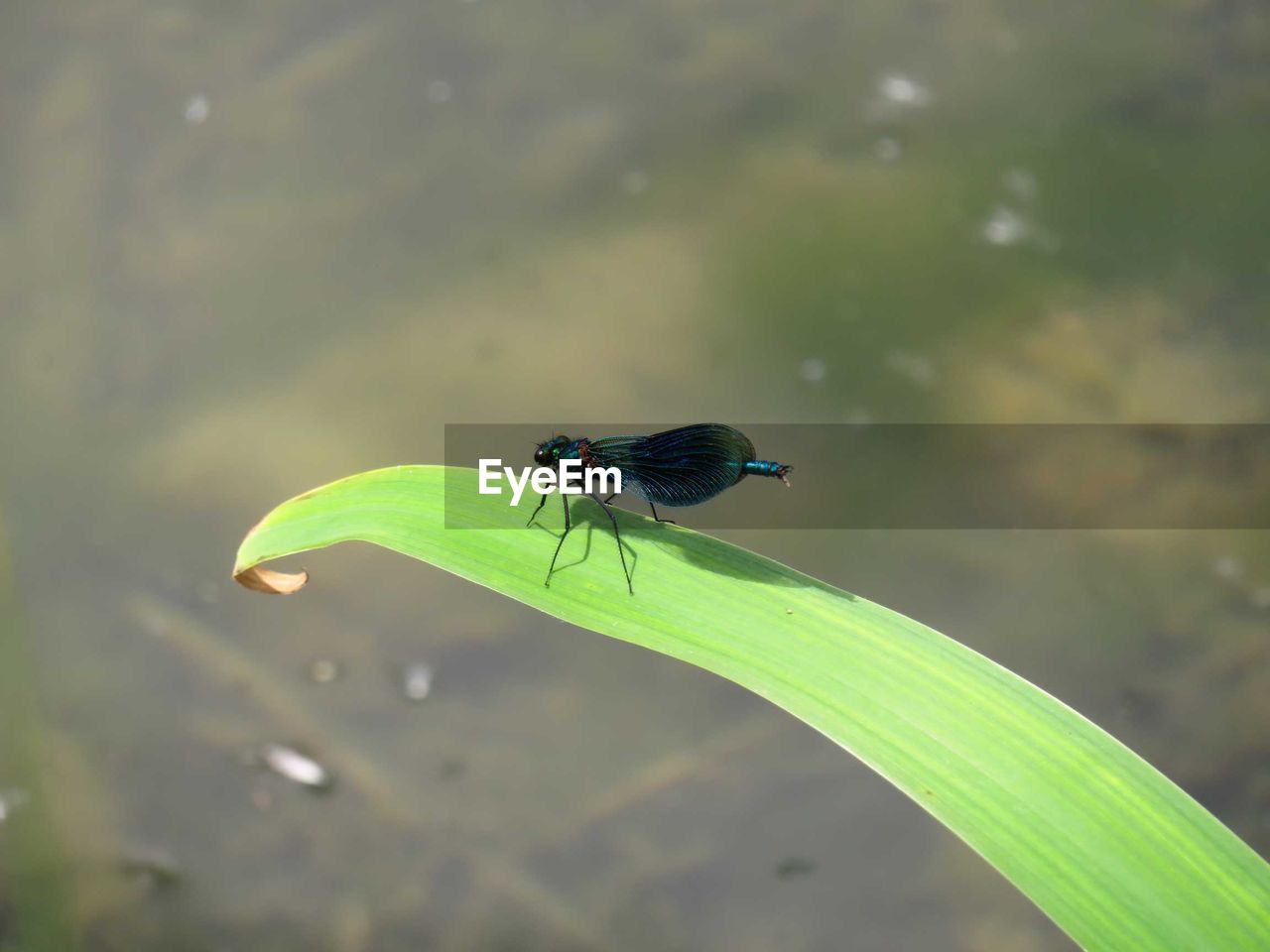 High angle view of insect on leaf