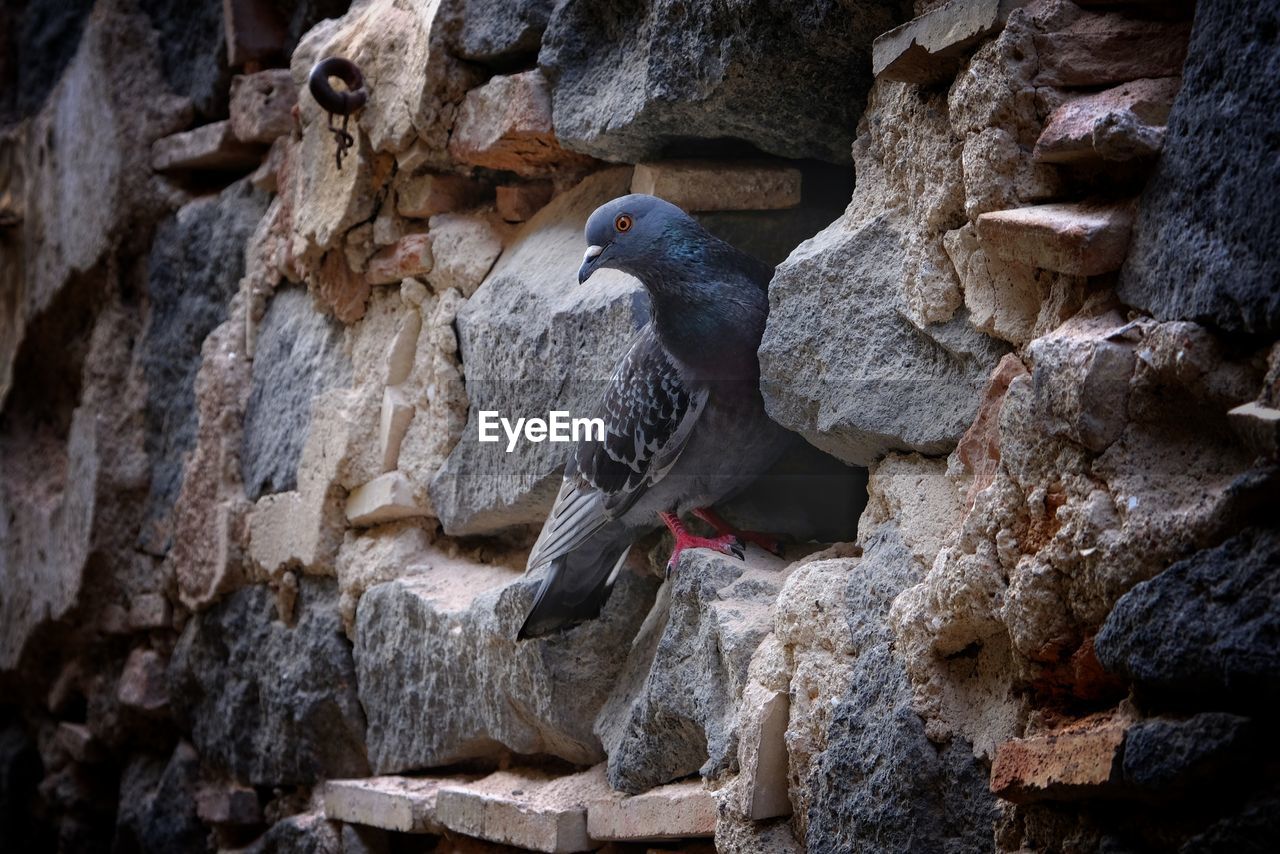 PIGEONS PERCHING ON ROCK