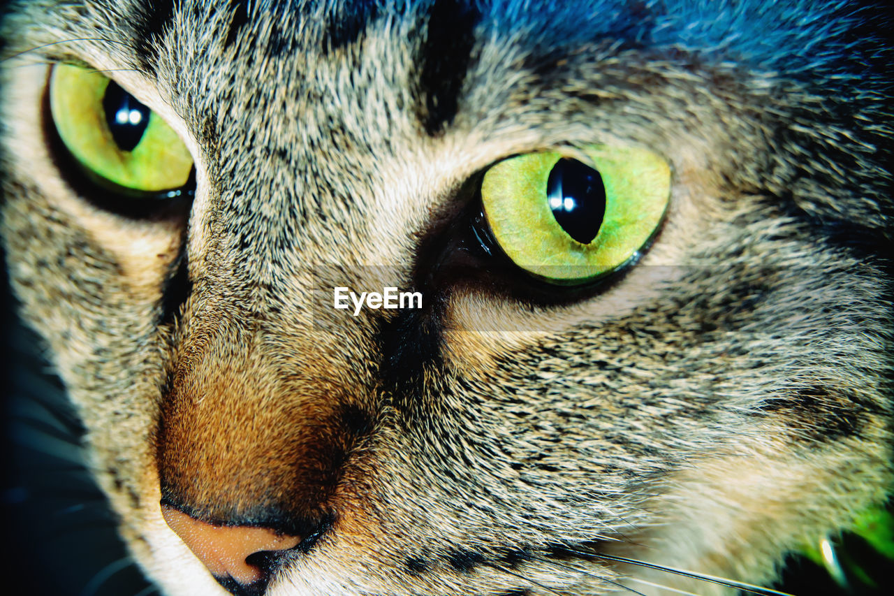 Close-up portrait of a tabby cat