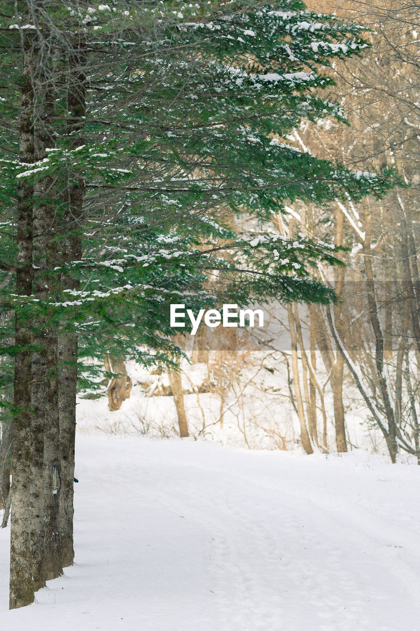 TREES IN SNOW