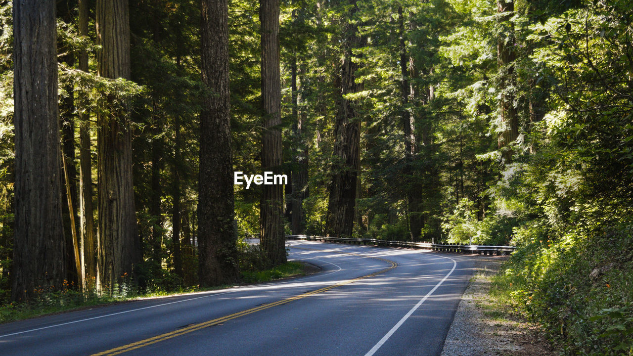 ROAD AMIDST TREES