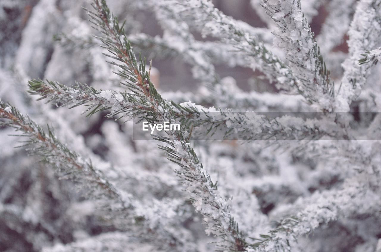 CLOSE-UP OF FROZEN PLANT