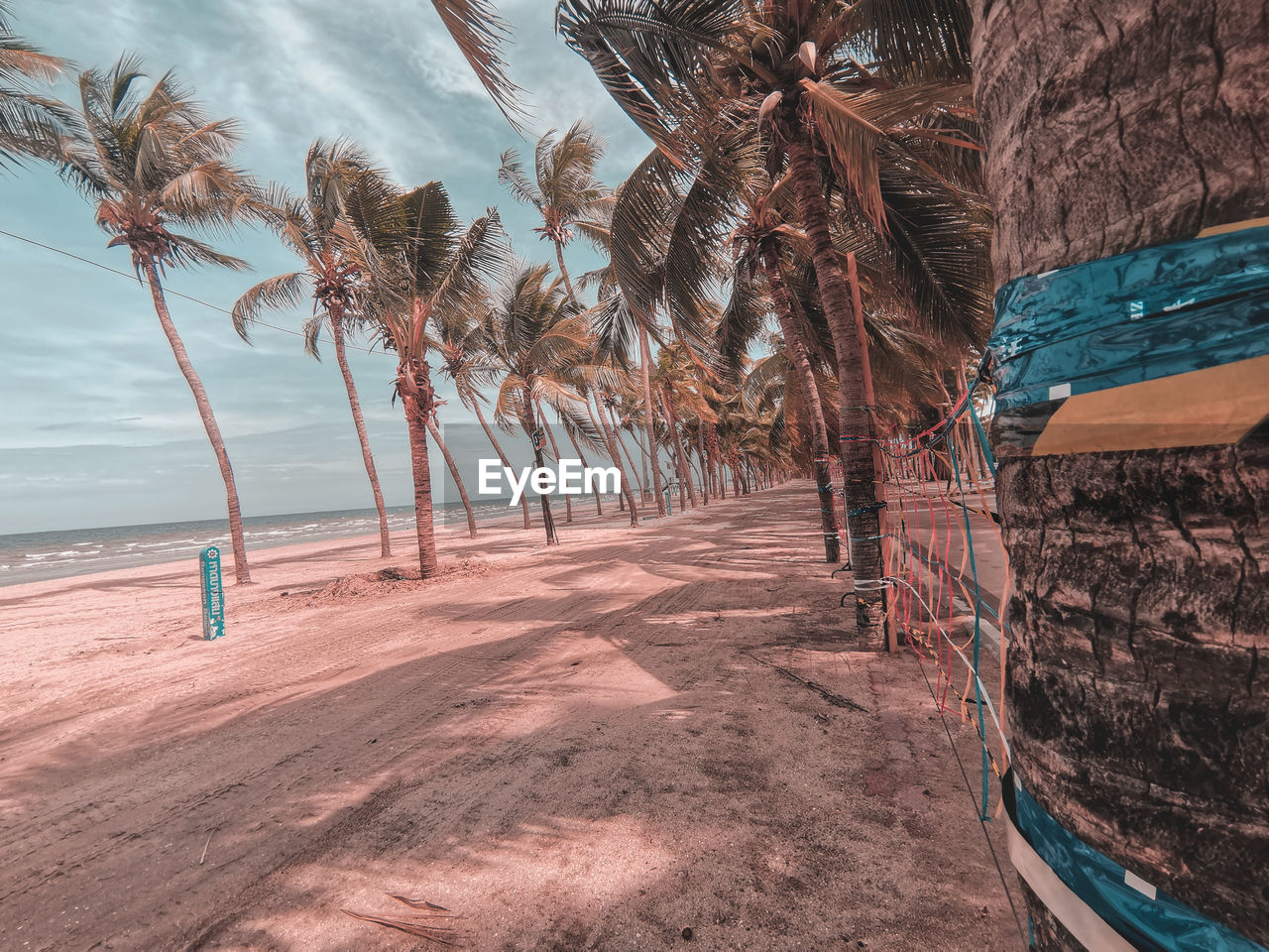 Palm trees on beach against sky