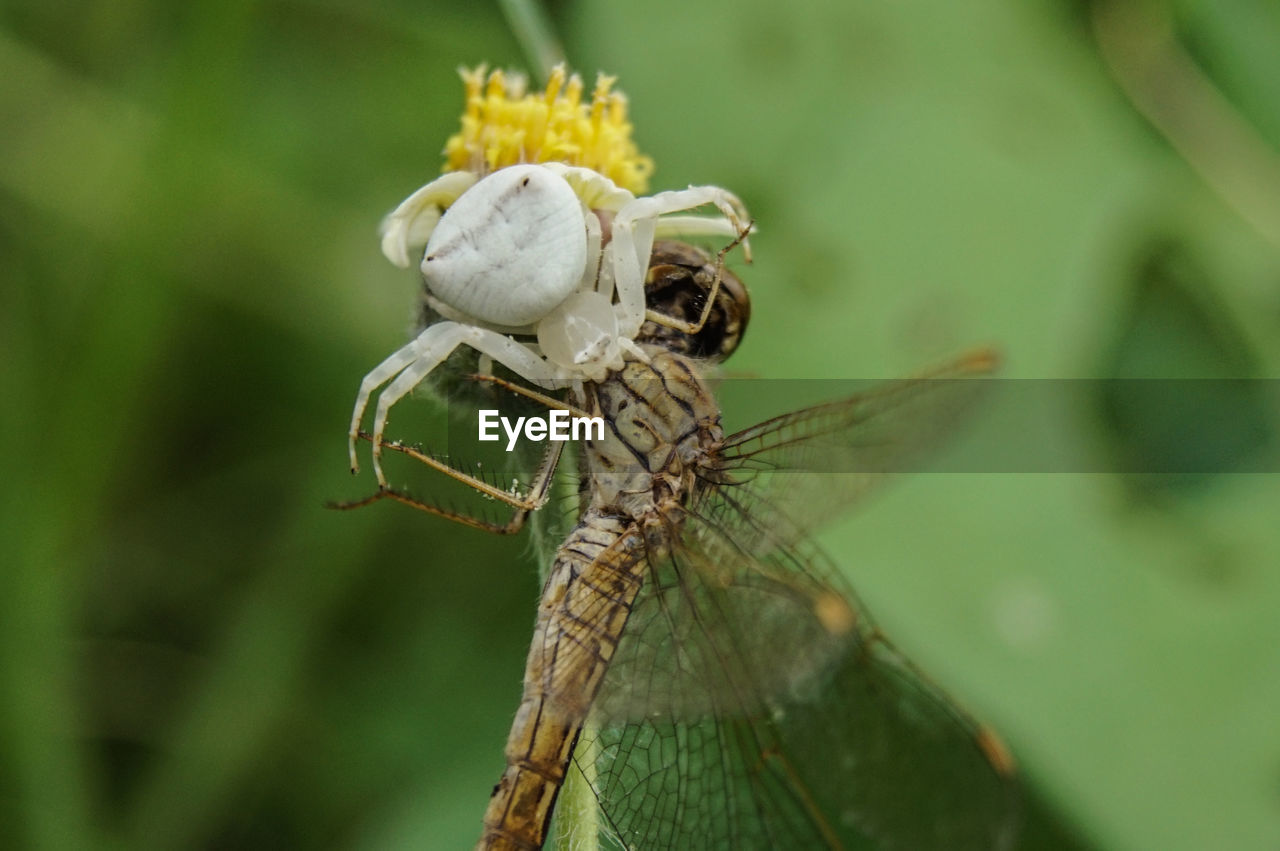 Close-up of insect