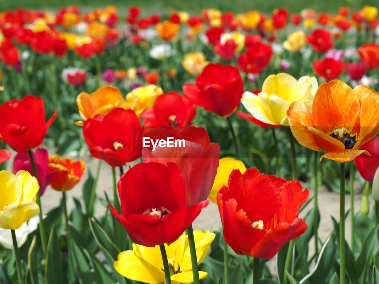 Close-up of red tulips in field