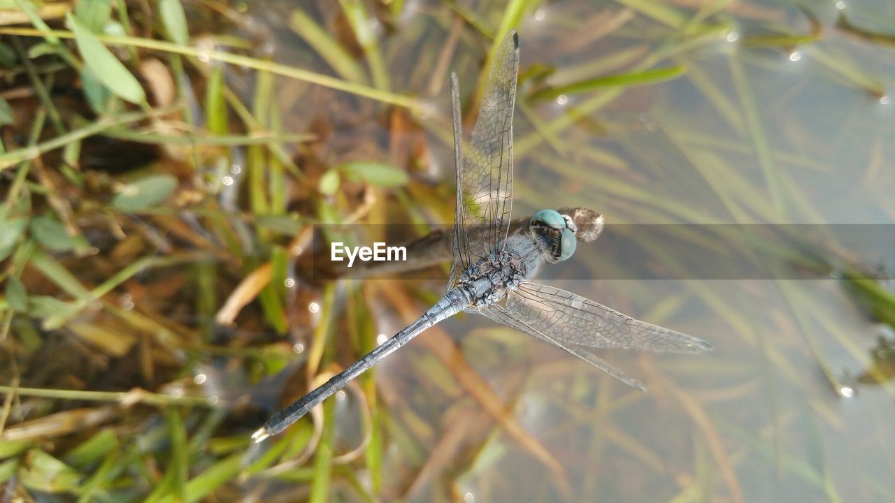 CLOSE-UP OF INSECT ON PLANTS