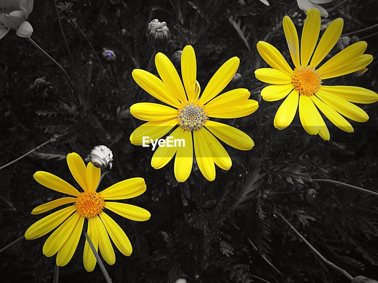 HIGH ANGLE VIEW OF YELLOW CROCUS FLOWERS