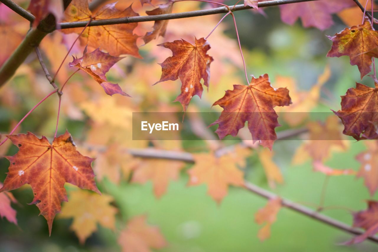 Close-up of maple leaves on branch