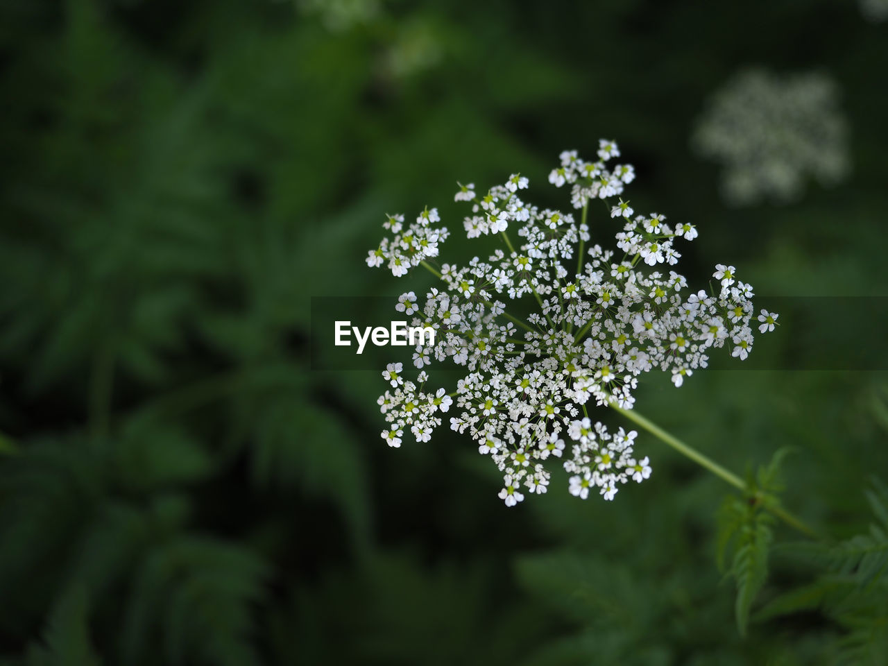 Close-up of white flowering plant on field