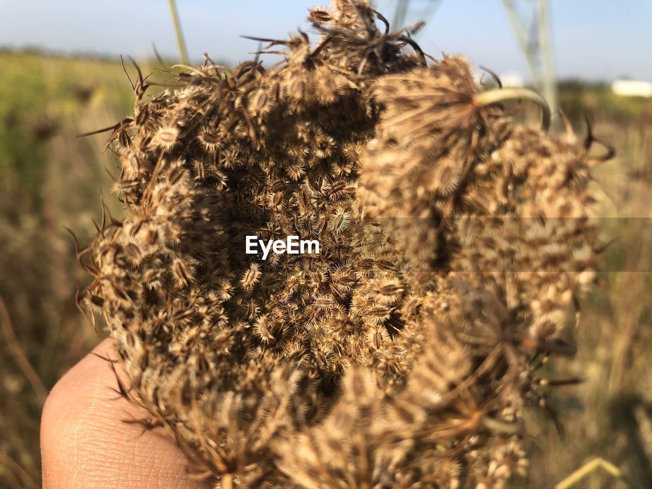 CLOSE-UP OF INSECT ON PLANT AT FIELD