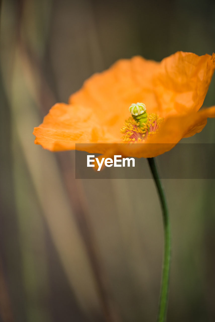 Close-up of orange poppy blooming outdoors
