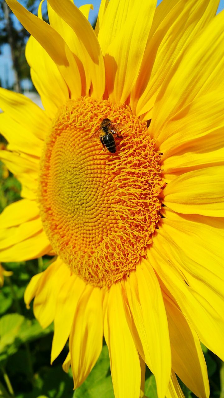CLOSE-UP OF HONEY BEE ON SUNFLOWER