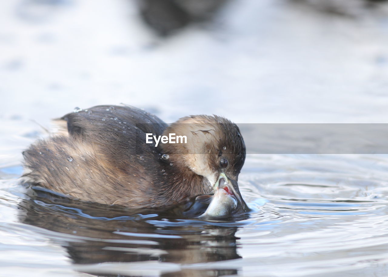 DUCKS IN LAKE