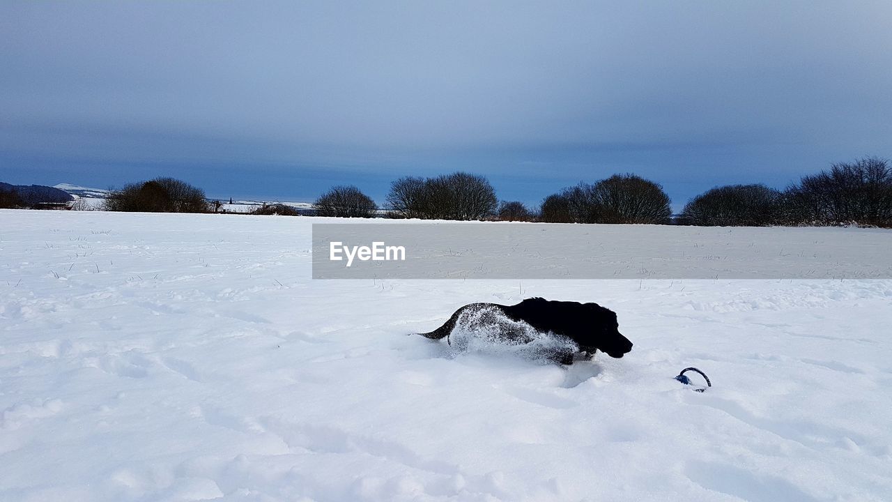 DOG ON SNOW COVERED LANDSCAPE AGAINST SKY