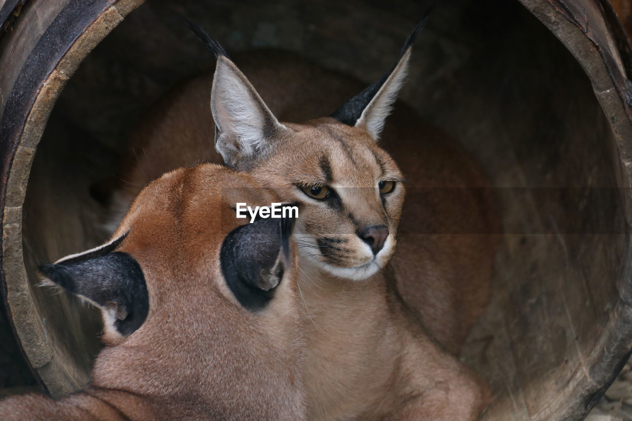 Portrait of cougar