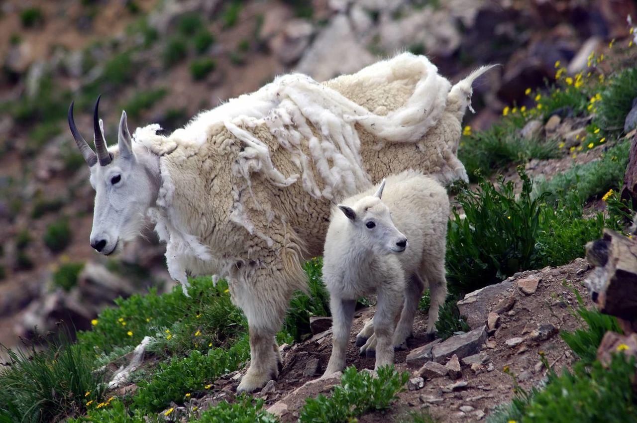 Sheep on rock