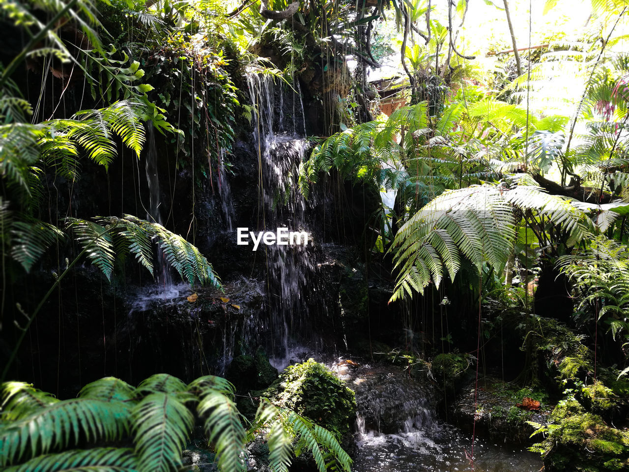 PANORAMIC VIEW OF WATERFALL IN FOREST