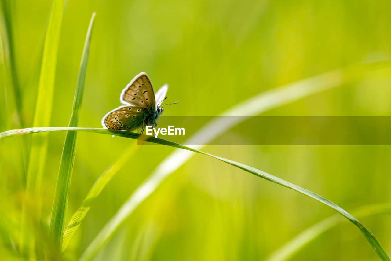 Close-up of butterfly on grass