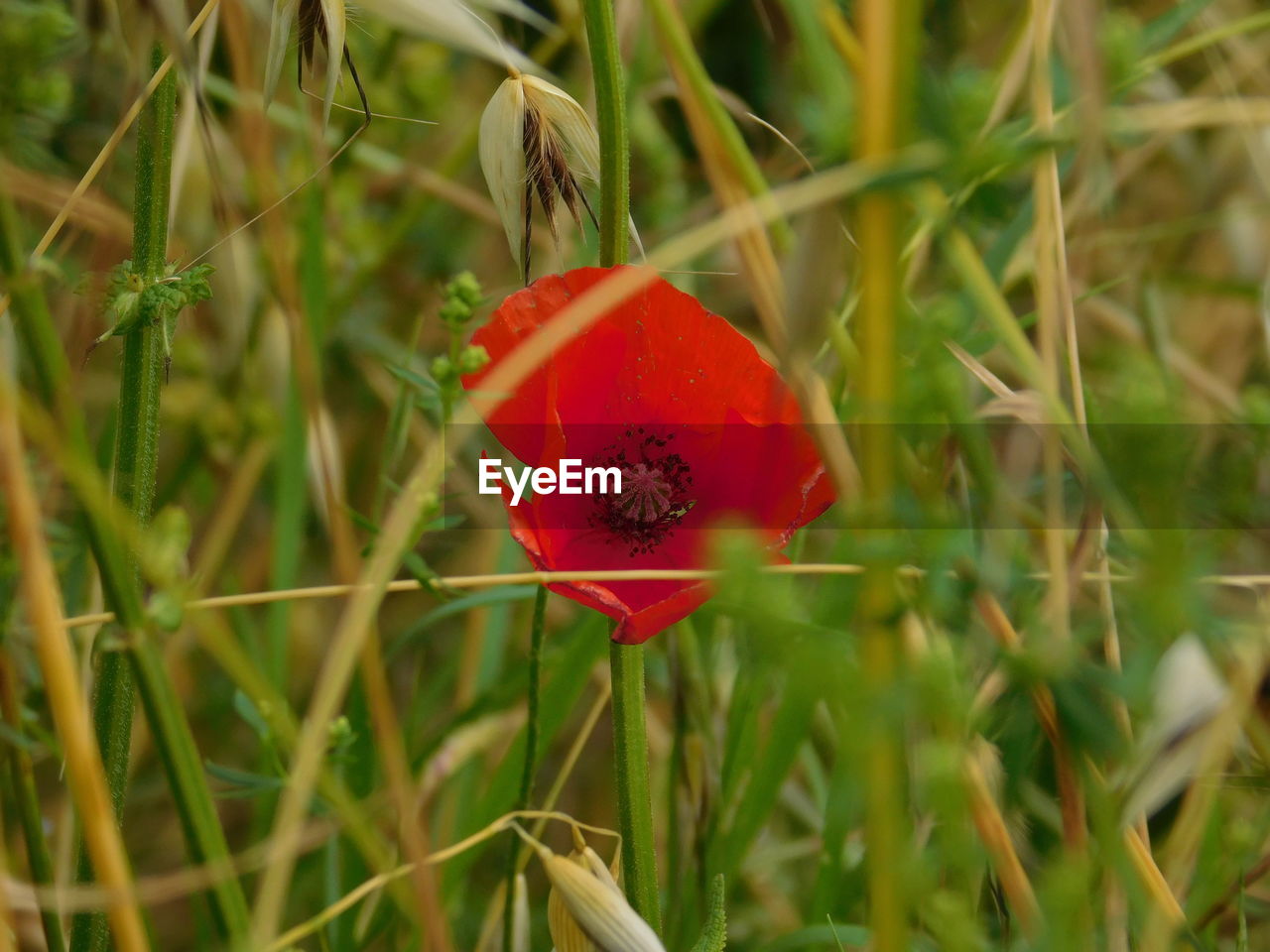 Close-up of red poppy flower