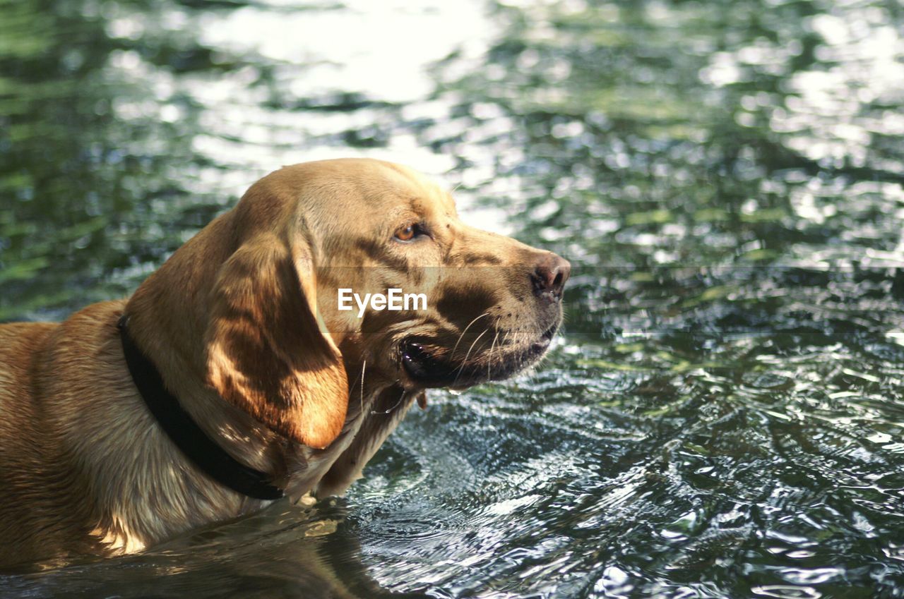 Profile view of dog in water looking away