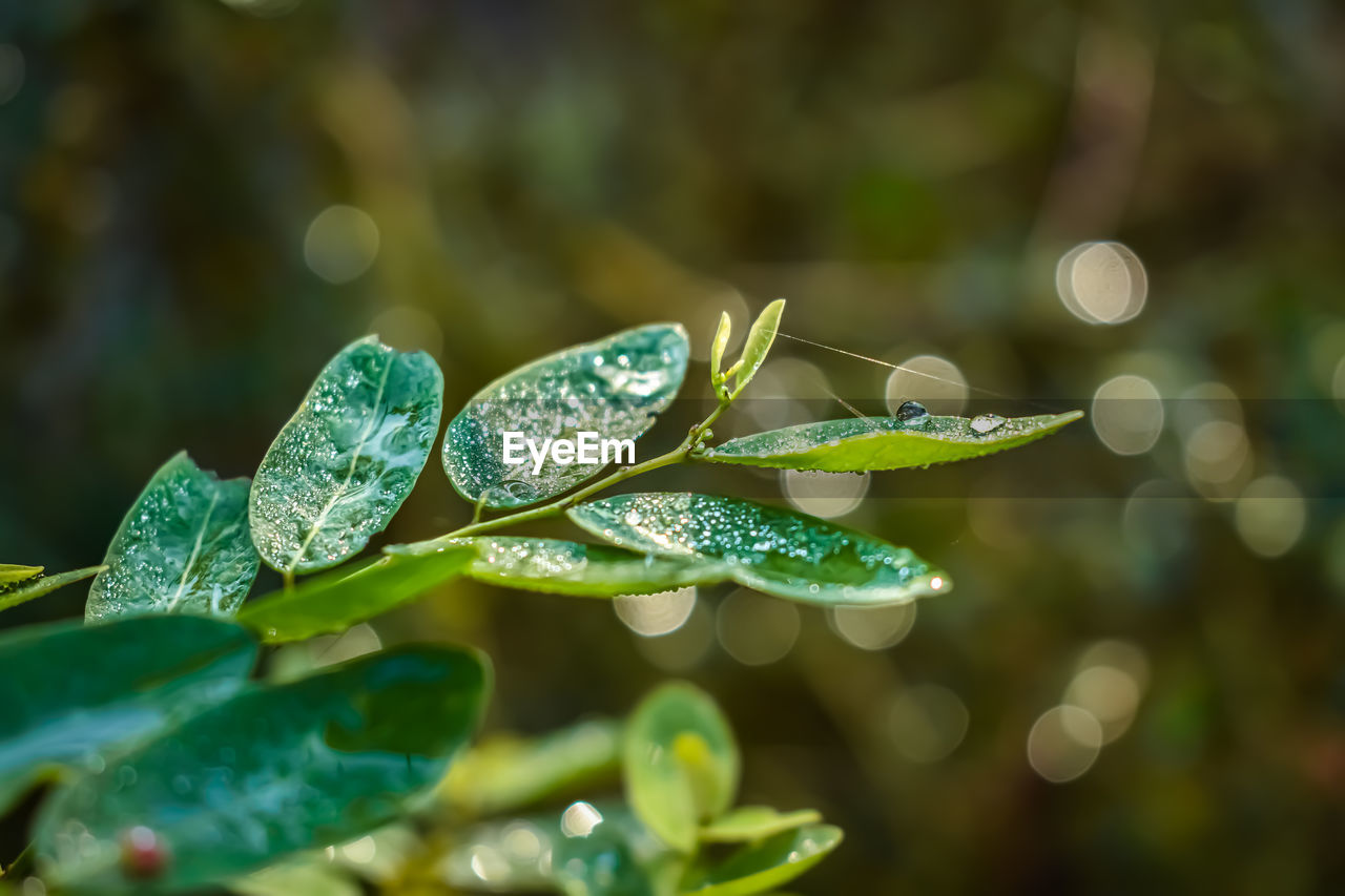 This plant name is phyllanthus reticulatus, and morning dew drop fall on this plant leaf.