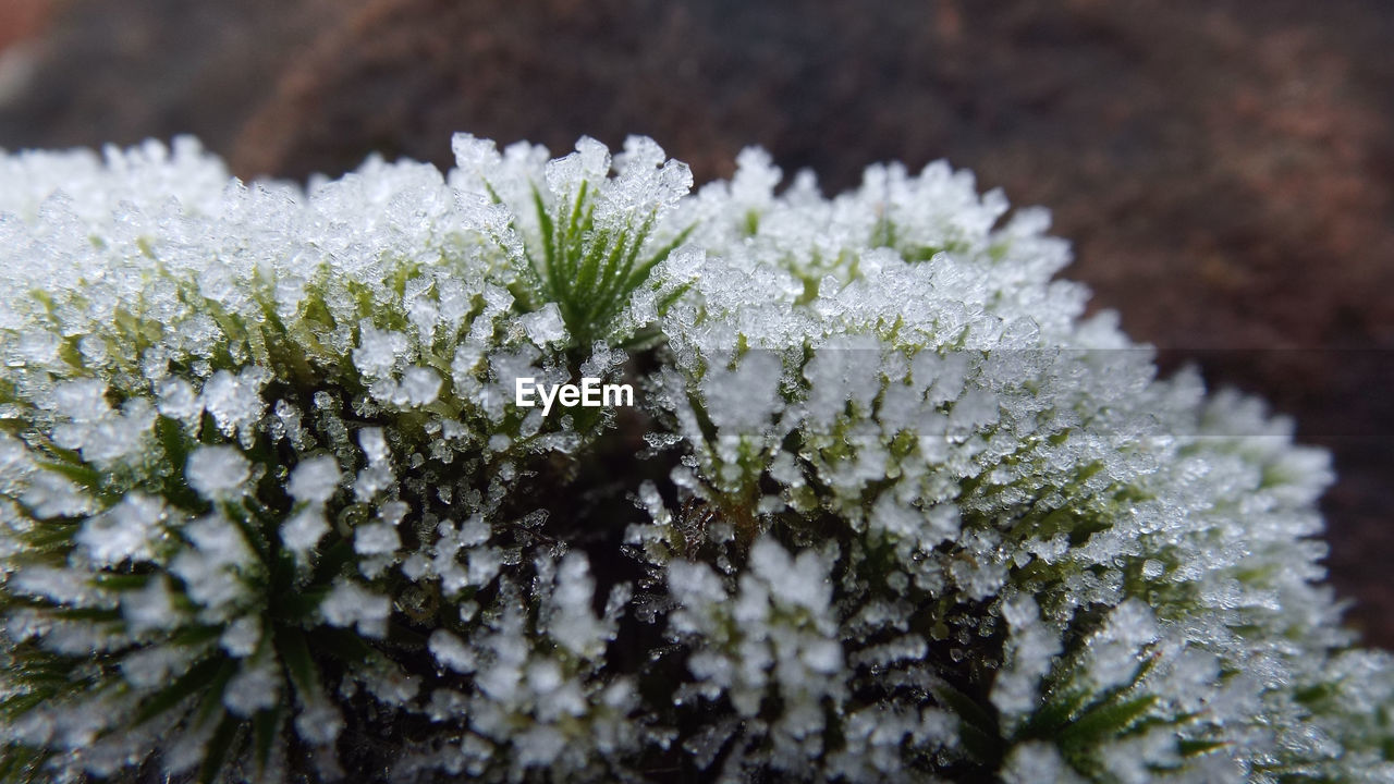 CLOSE-UP OF SNOW COVERED PLANT