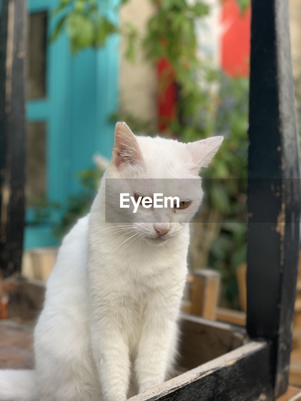 Close-up of cat looking away in alacati 