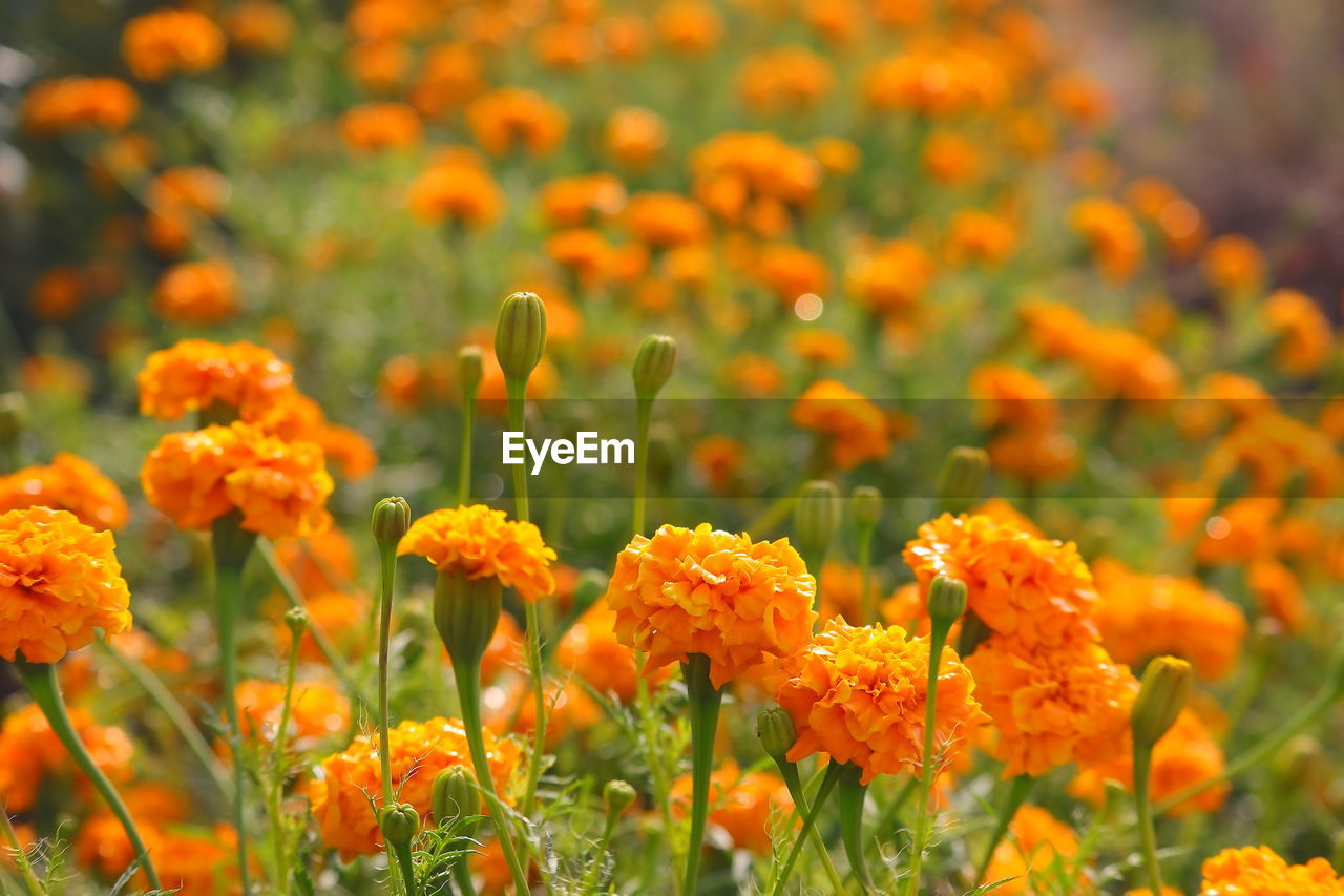 Winter marigold flowers garden with soft and selective focus points