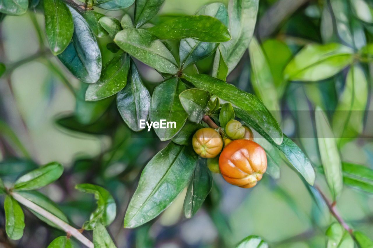 CLOSE-UP OF FRUITS ON PLANT