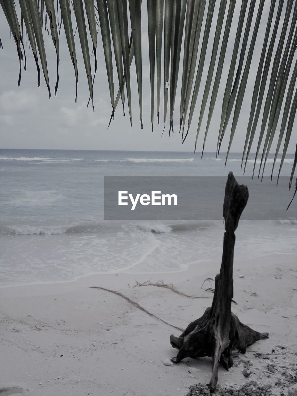 CLOSE-UP OF DEAD TREE ON BEACH